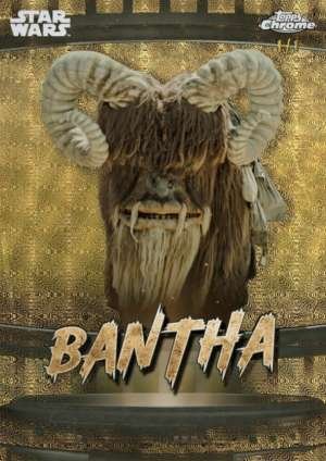 Bantha - Tatooine