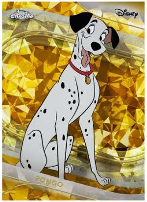 Pongo