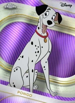 Pongo