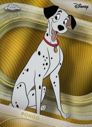 Pongo