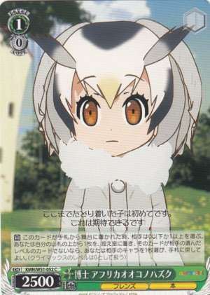 Northern White-faced Owl, Professor