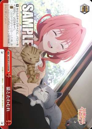 Playing with cats
